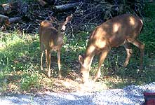 This pair visited often.