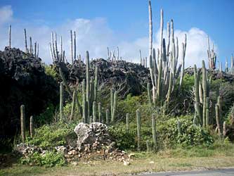 Prickly forest. 