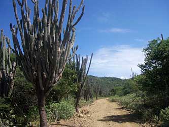 The ol' Cactus Trail.
