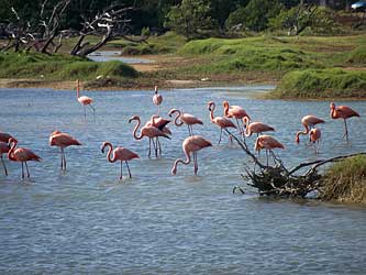 Flock of flamingos.