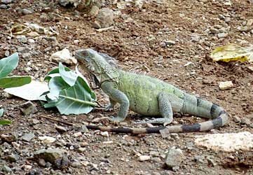 Iguana.