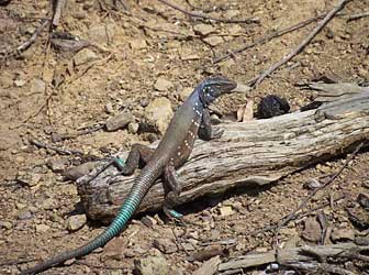 Pretty lizard.