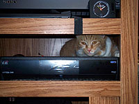 Peanut sulks behind the DVR.