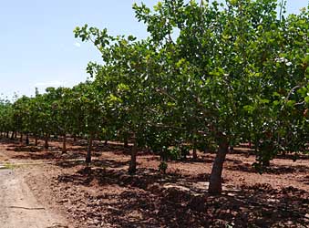 Row of pistachio trees.