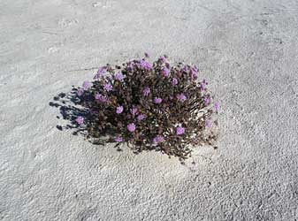 Lonely little petunia.