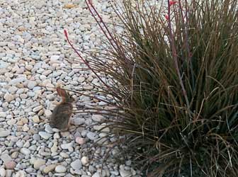 Bunnies aplenty.