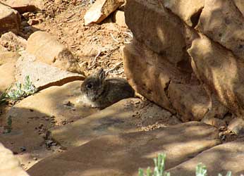 Itty-bitty bunny.
