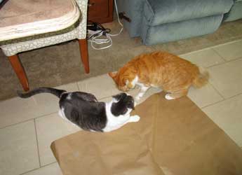 Cat sumo.
