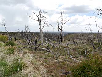 Fire damage.