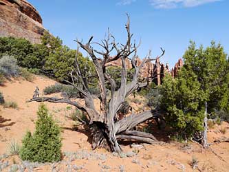 Can you tell I like dead trees?
