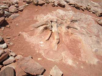 Dinosaur 'bone' (NOT). 