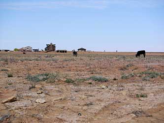 House with cows.
