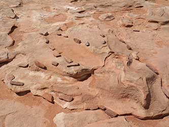 T-rex print (NOT). 