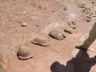 Dinosaur 'poop' (NOT).