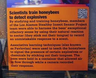 Bomb-sniffing honeybees??