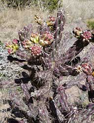 Blooming cactus.