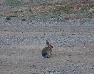 Brave bunny.