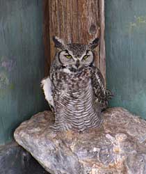 Injured barn owl.