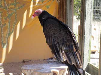Turkey vulture.
