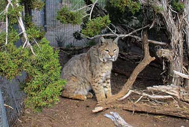 Spirit the bobcat.