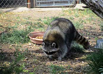 Rocky the raccoon.